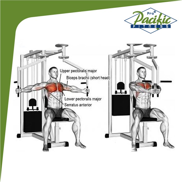 Best Reverse Pec Deck Alternatives For Bigger Shoulders, 51 OFF